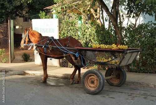 Photography Transport typique à Vinales, Cuba
