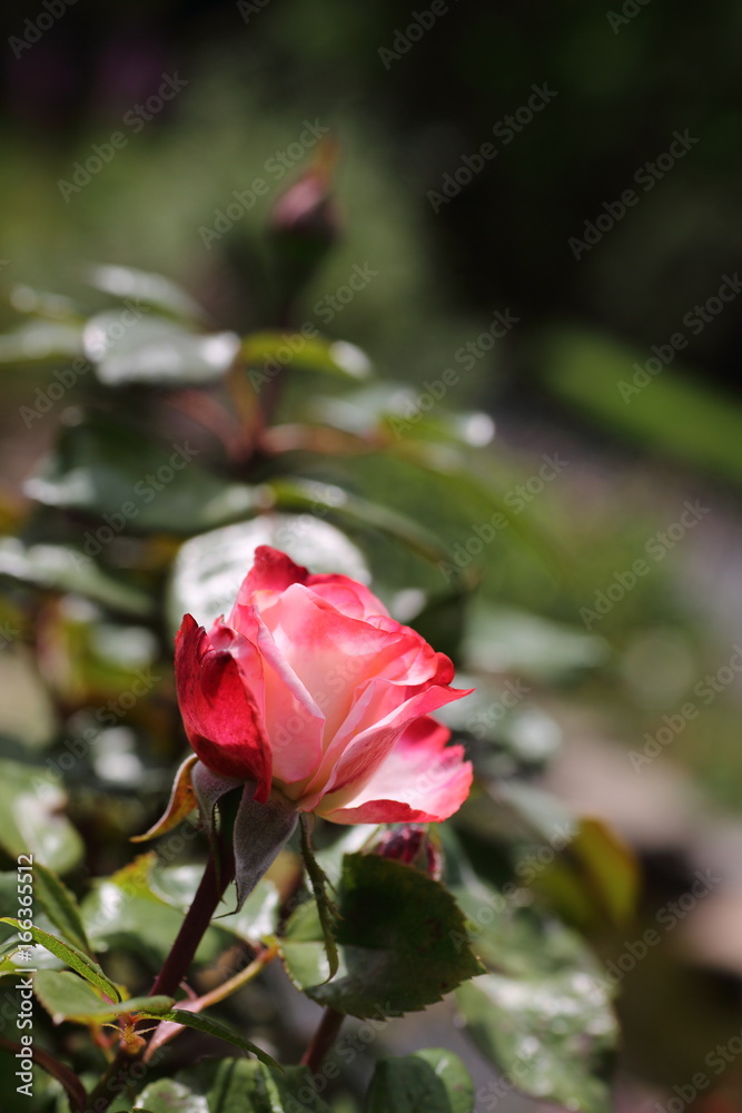 Rosenblüte rosarot