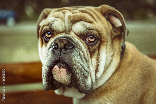 English Bulldog © BGSmith