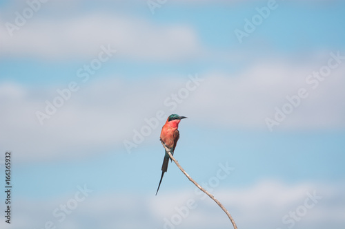 carmine bee eater [Merops nubicus]