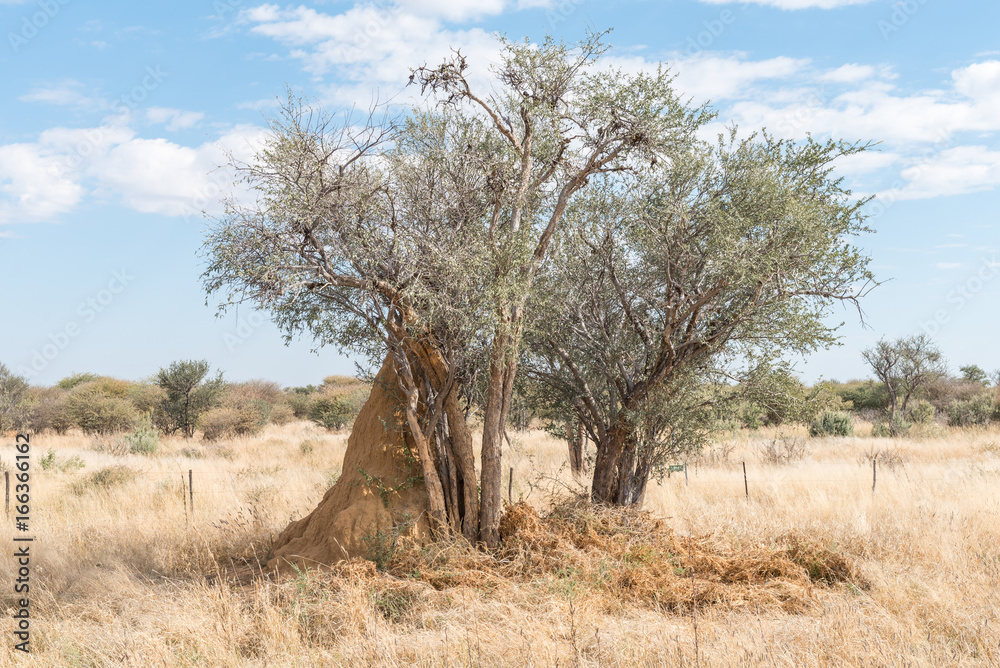 Anthill below a tree between Okahandja and Otjiwarongo