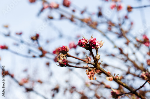 Winter Daphne blossom.