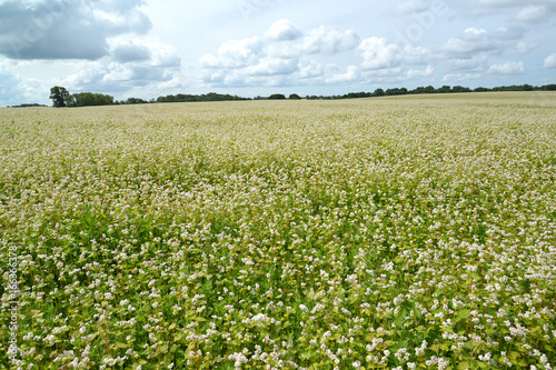 Big field of the blossoming buckwheat. Summer landscape