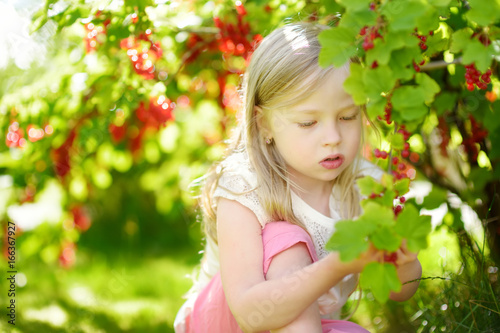 Cute little girl picking red currants in a garden on warm and summer day
