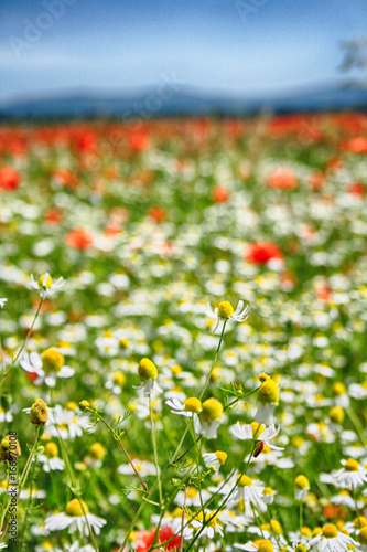 flower field