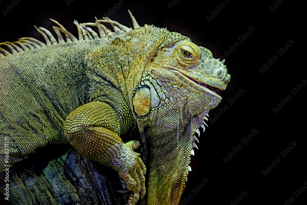 Green iguana (Iguana iguana) isolated on a black background Green iguana (Iguana iguana) isolated on a black background
