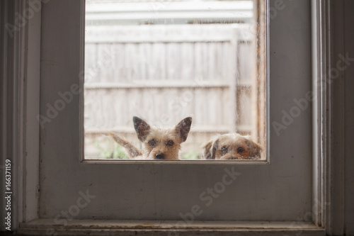 Let us in!