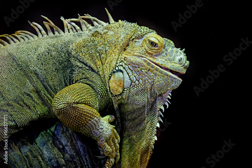 Green iguana (Iguana iguana) isolated on a black background