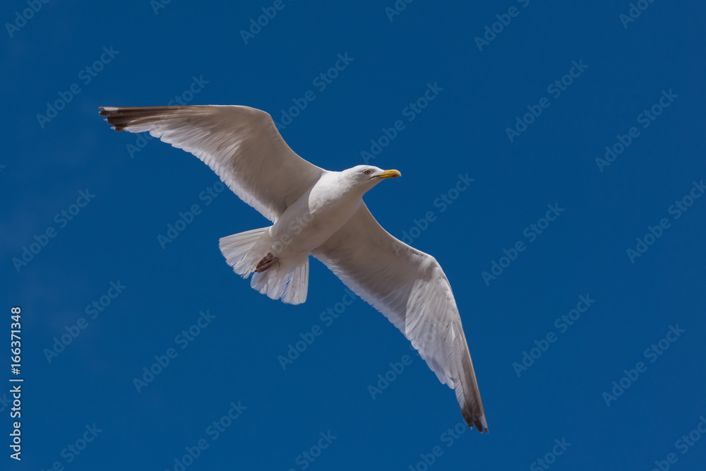 Obraz premium Seagull