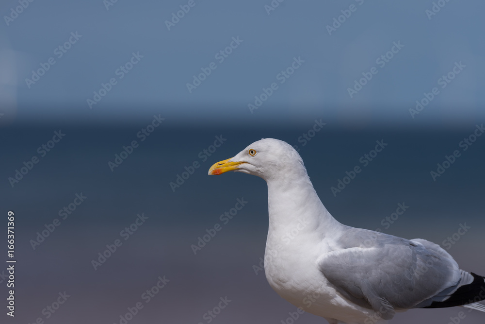 Seagull Seagull