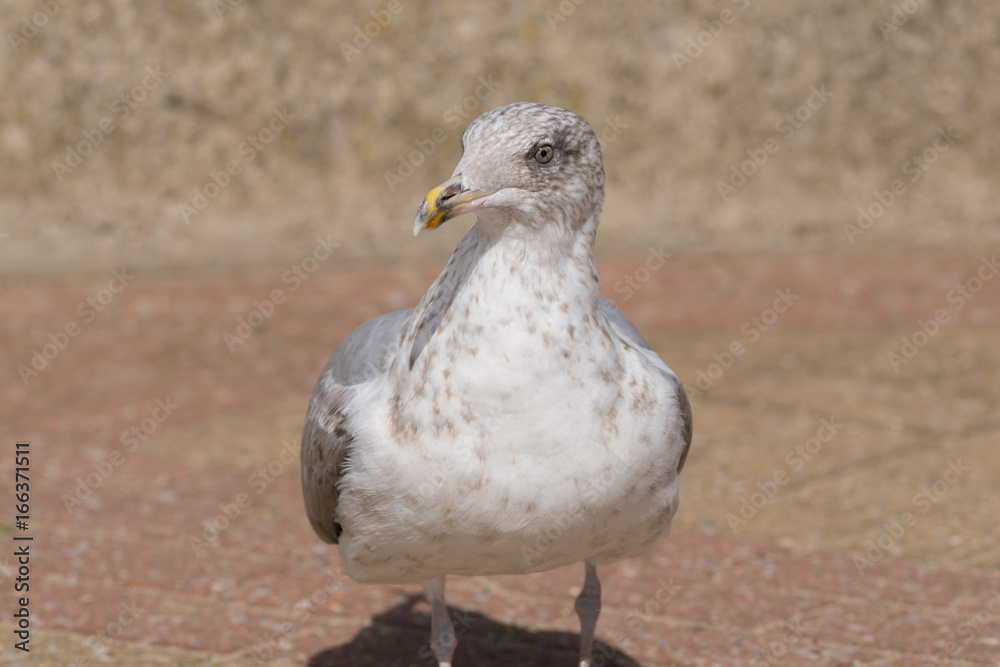 Seagull