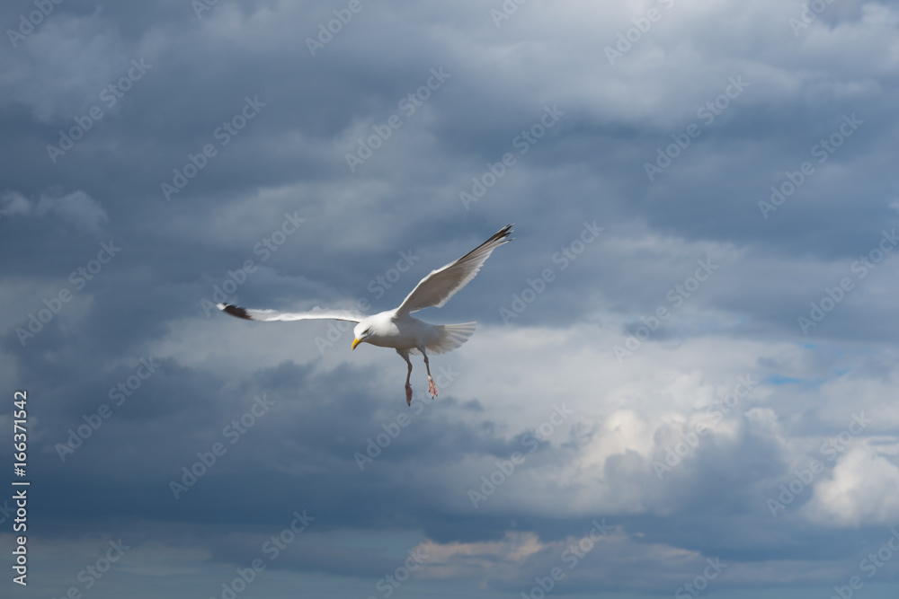 Obraz premium Seagull in flight