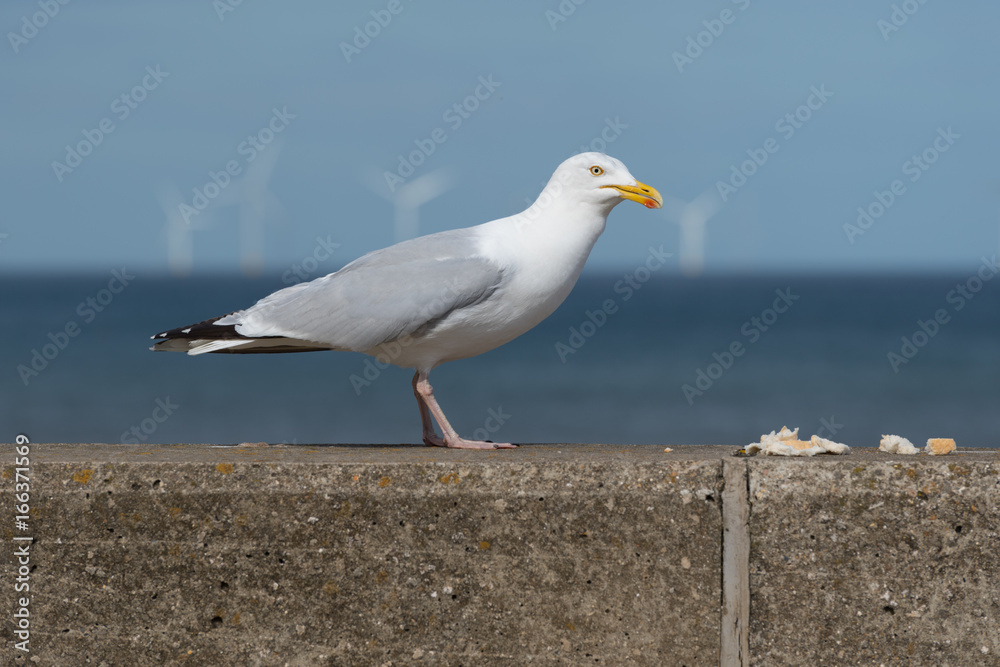 Seagull Seagull