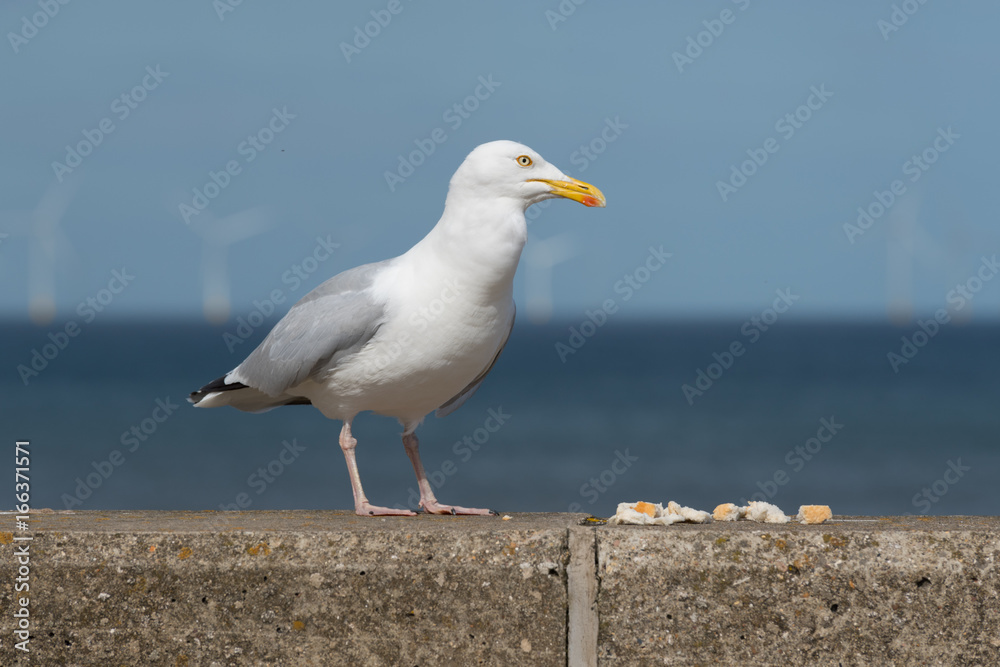 Obraz premium Seagull