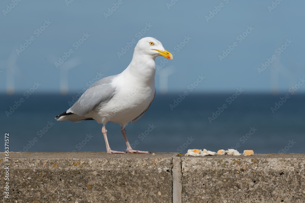 Obraz premium Seagull