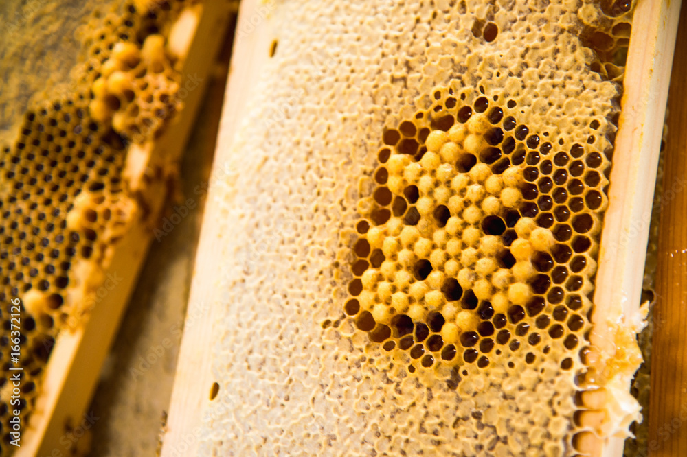 Young bees, male drones on a honey frame Young bees, male drones on a honey frame