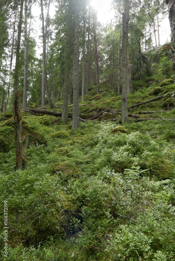 Obraz premium National park Sweden