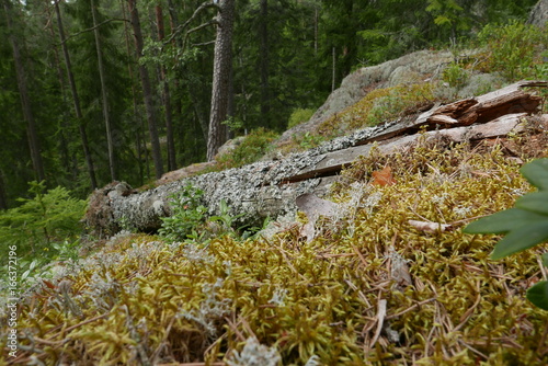 National park Sweden