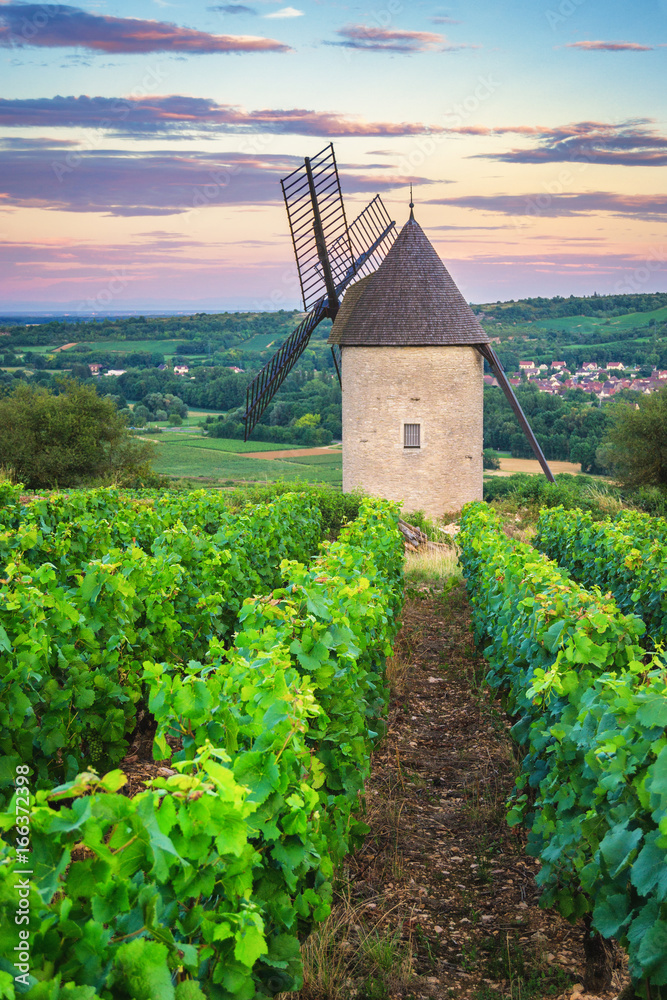 Vineyard and Windmill of Santenay, France
