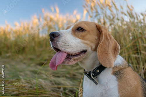 Beagle in a wheat field in summer