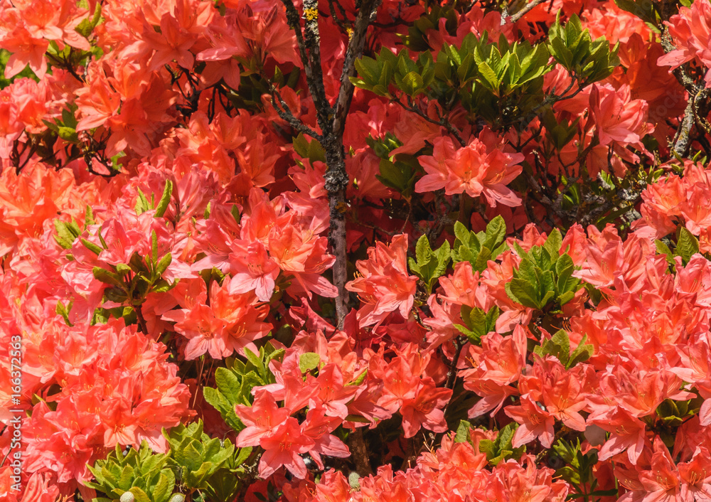 Natural view of colorful red lily flowering in the garden under natural sunlight at sunny summer or spring day. Close up red lily flowers background in morning nature Natural view of colorful red lily flowering in the garden under natural sunlight at sunny summer or spring day. Close up red lily flowers background in morning nature