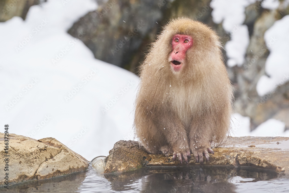 Naklejka premium Japanese snow monkeys grooming in hot pool Japanese Macaque, Jigokudani Monkey Park, Nagano, Snow monkey