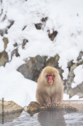 Japanese snow monkeys grooming in hot pool Japanese Macaque, Jigokudani Monkey Park, Nagano, Snow monkey © poonsit
