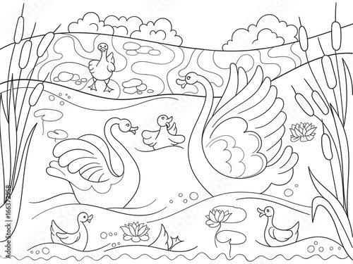 Childrens coloring book cartoon family of Swan on nature. photo