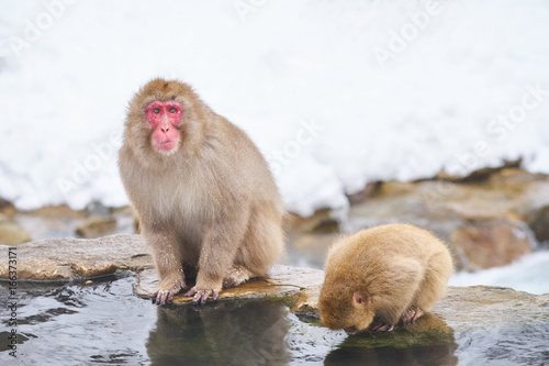 Japanese snow monkeys grooming in hot pool Japanese Macaque  Jigokudani Monkey Park  Nagano  Snow monkey