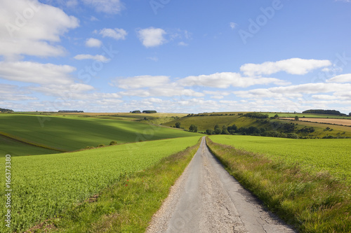 rural road and pea crops