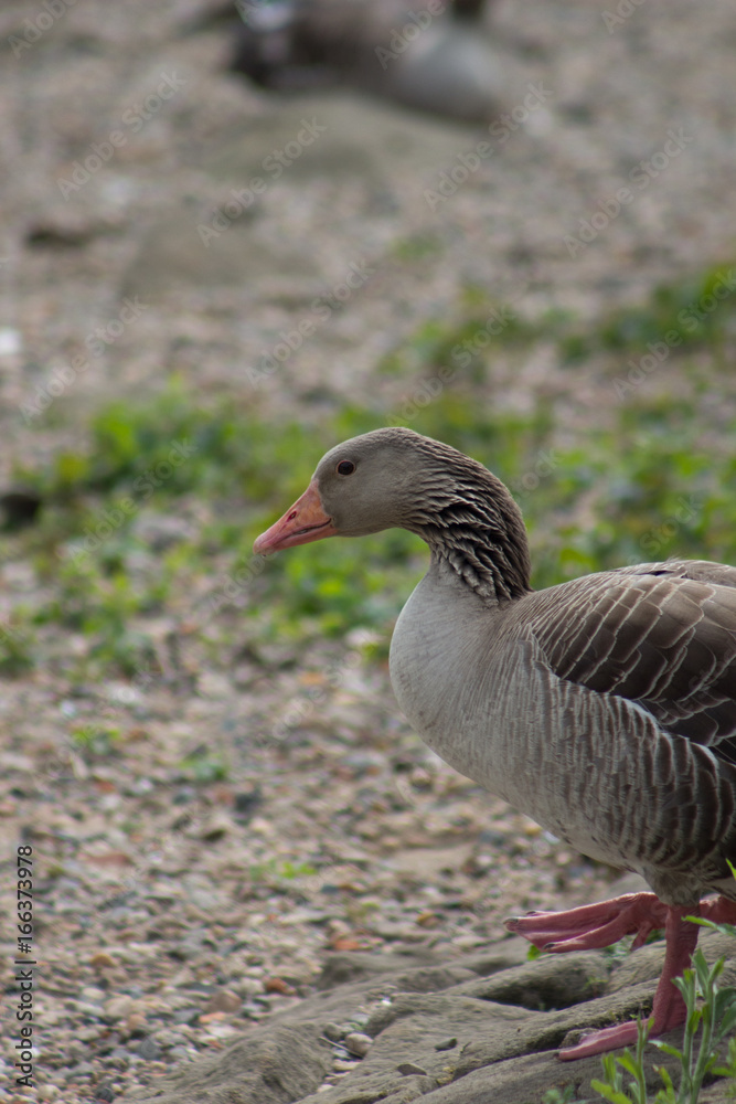 gans2 gans2