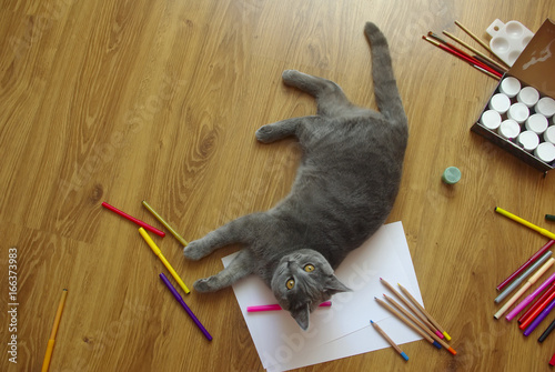 Little gray cat in markers look at camera. Copy space, wood background.