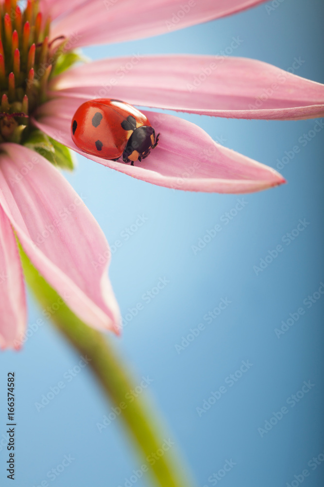 Naklejka premium red ladybug on Echinacea flower, ladybird creeps on stem of plant in spring in garden in summer