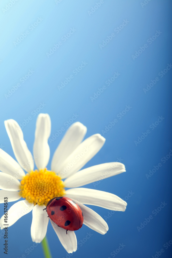 Obraz premium ladybird on camomile flower