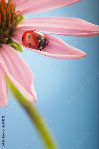 red ladybug on Echinacea flower, ladybird creeps on stem of plant in spring in garden in summer