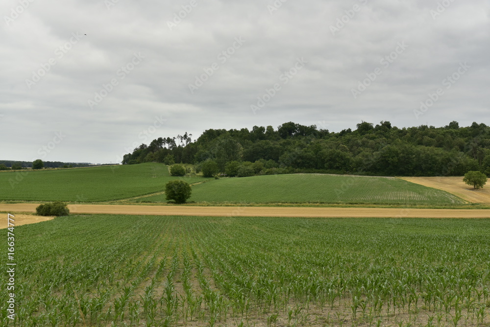 Champs de maïs au début de l'été sous un ciel gris au Périgord Vert