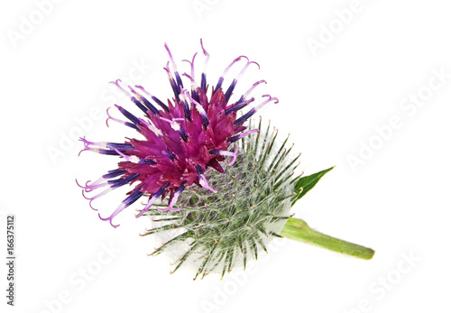 Single burdock flower on a white background