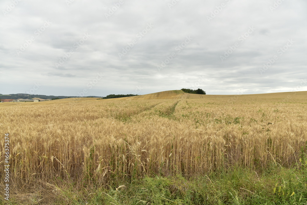 Vaste champs de blé avant récolte contrastant avec le ciel gris au Périgord Vert 