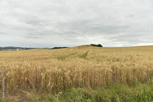Vaste champs de blé avant récolte contrastant avec le ciel gris au Périgord Vert 