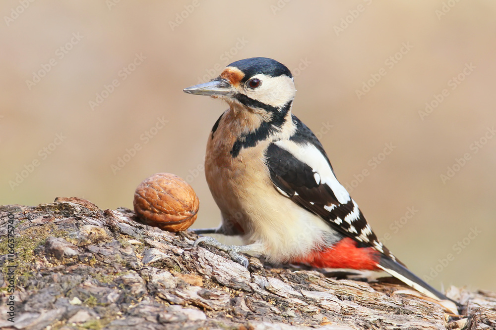 Closeup portrait of great spotted woodpecker with nut. Closeup portrait of great spotted woodpecker with nut.