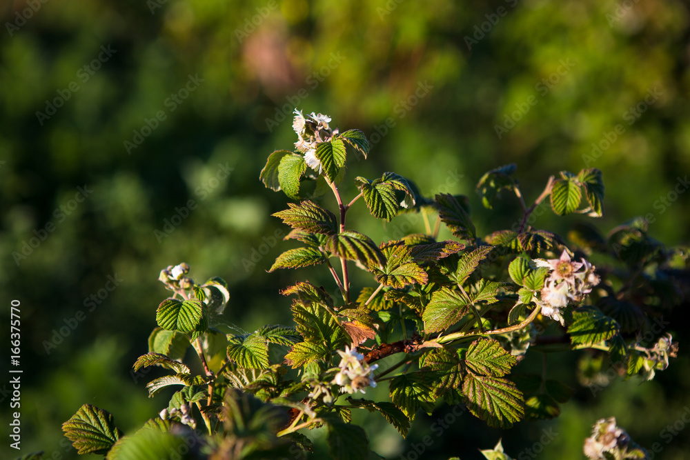 Fototapeta premium shrub of blueberries, bushes with future berries against the blue sky. Farm with berries