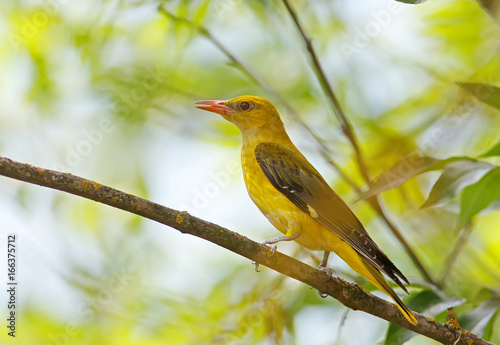 Εκτύπωση καμβά Female golden oriole near nest