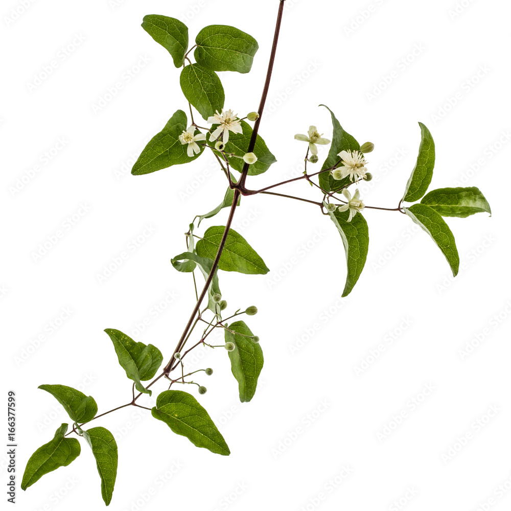 Flowers and leafs of Clematis , lat. Clematis vitalba L., isolated on white background Flowers and leafs of Clematis , lat. Clematis vitalba L., isolated on white background