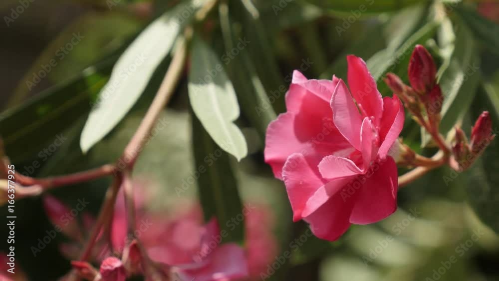 Beautiful Nerium oleander shrub close-up 4K 2160p 30fps UltraHD footage - Gentle pink dogbane family flower 3840X2160 UHD video Beautiful Nerium oleander shrub close-up 4K 2160p 30fps UltraHD footage - Gentle pink dogbane family flower 3840X2160 UHD video