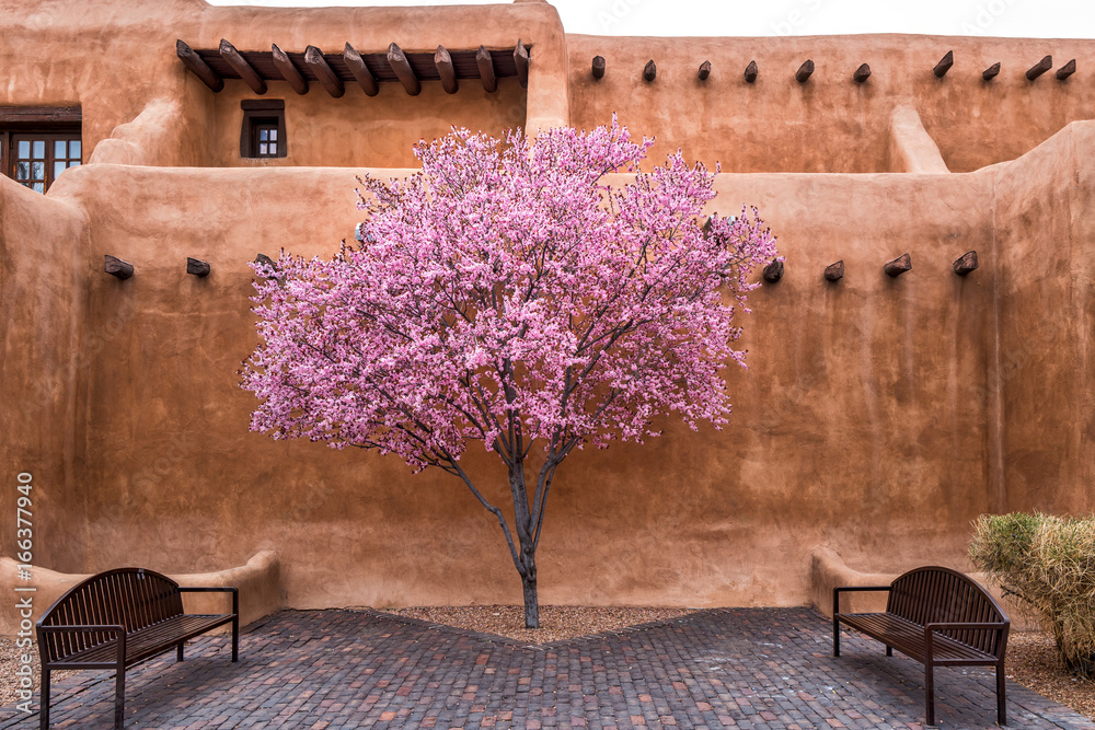 Obraz premium Kwitnące drzewo w centrum Santa Fe
