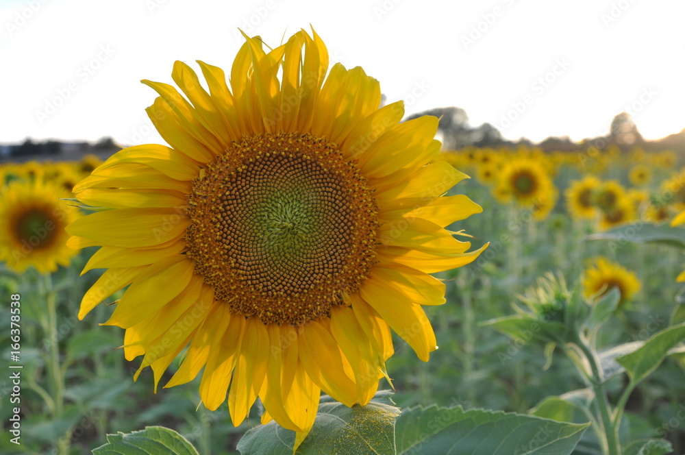 Fototapeta premium Sunflower in a summer day. 
