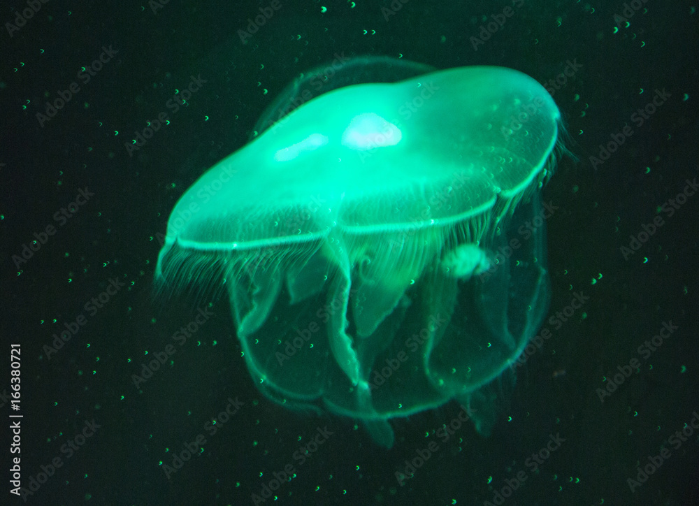 Obraz premium Glowing neon green jellyfish on black background