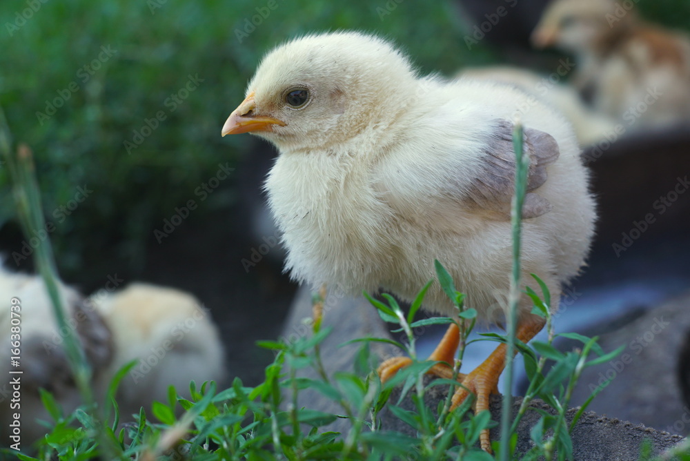 Portrait of a small yellow chick closeup