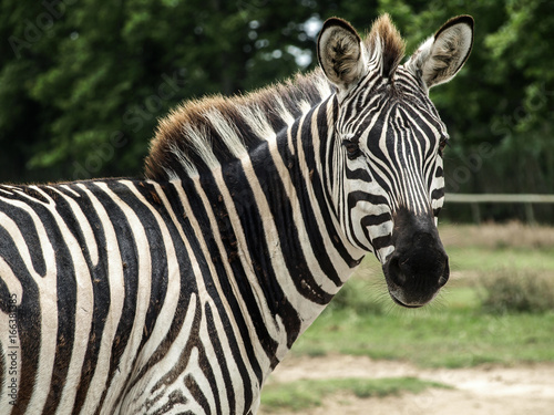 Close up view of beautiful african zebra  (African equids)  looking behind, with blurred background. © The Walker