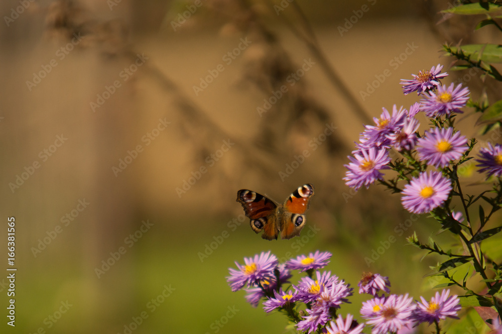 motyl